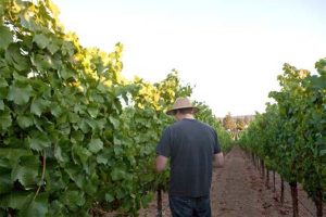 カリフォルニアワイン　ソノマワイン　アントヒル ファームズ　ブドウ畑