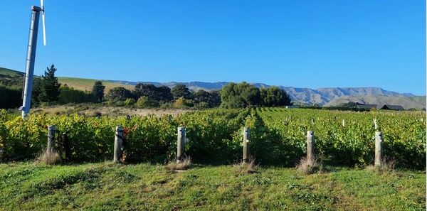 乾式農業でブドウの栽培する、ニュージーランドワインの『フォリウム』
