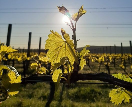 乾式農業でブドウの栽培する、ニュージーランドワインの『フォリウム』